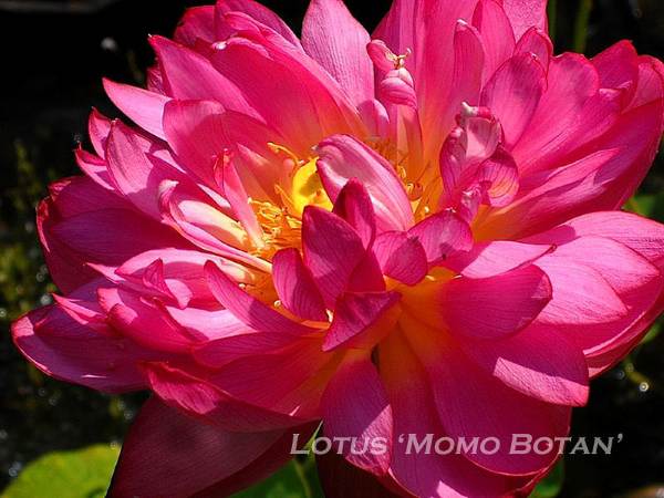 Attached picture 1 lotus_mrs_momo_botan8.jpg
